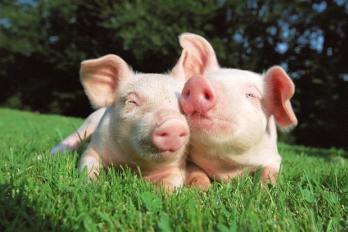 Разведение свиней. Породы свиней. Свиноводство как бизнес. Особенности выращивания свиней в домашних условиях